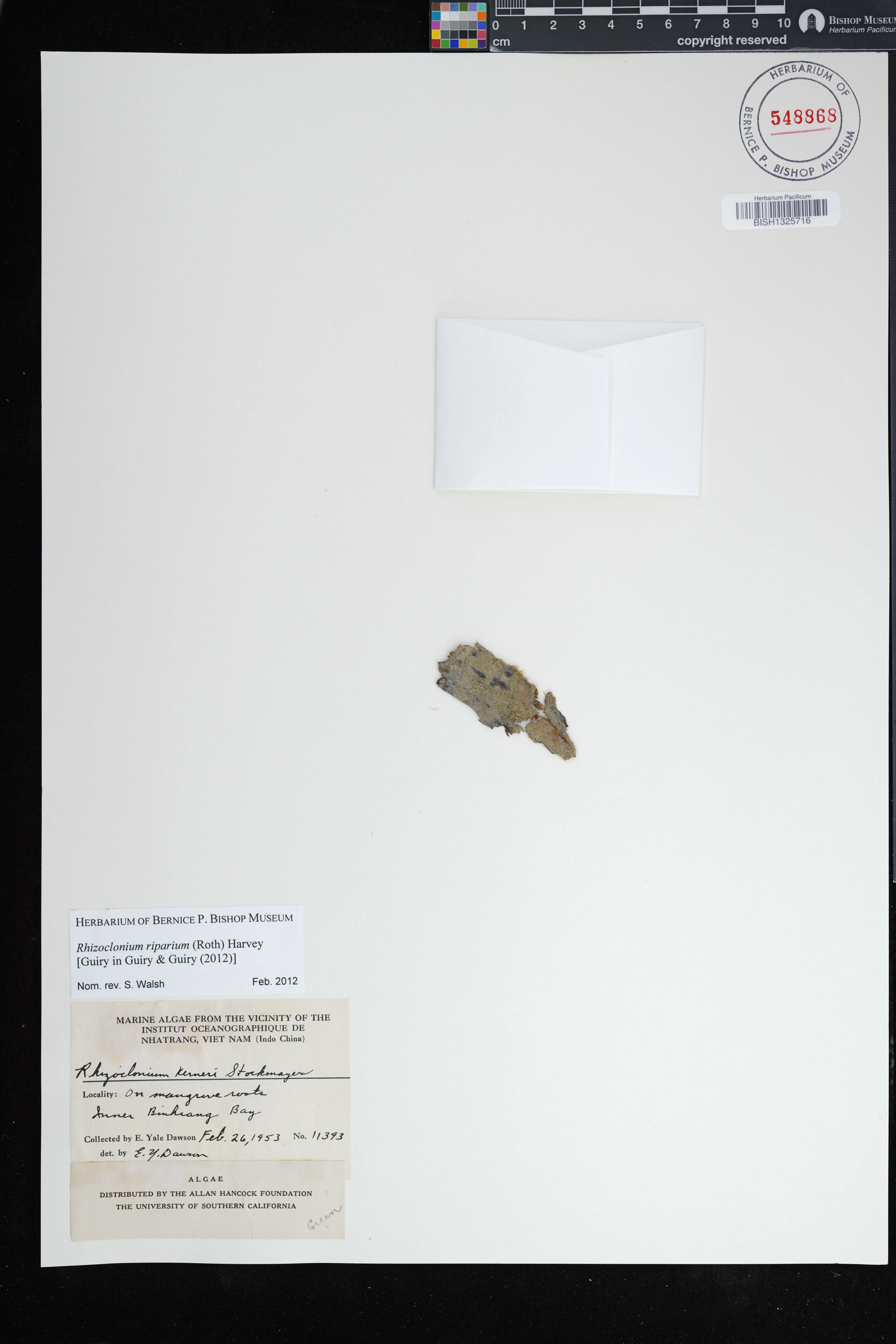 Rhizoclonium riparium — ảnh 2
