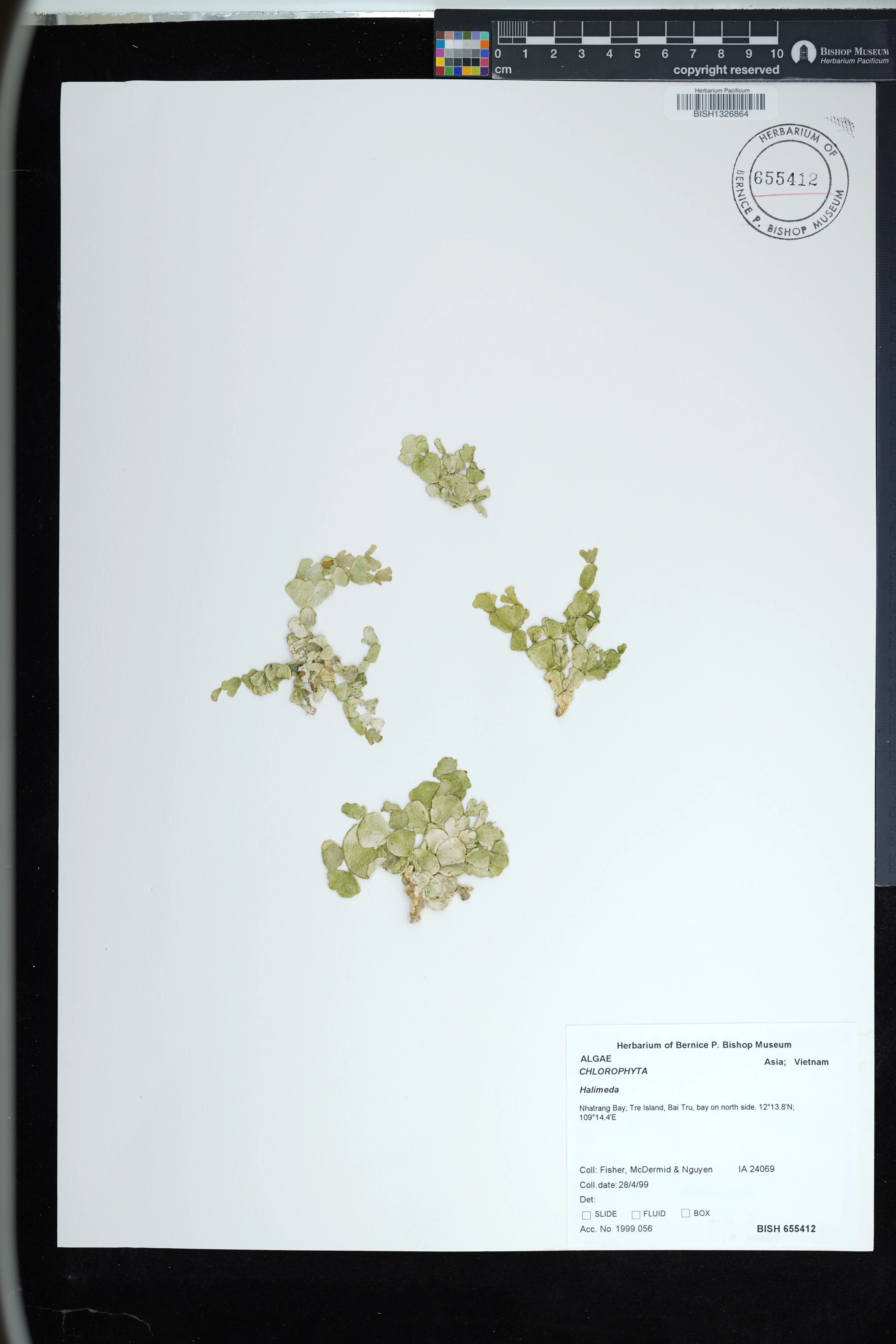 Halimeda discoidea (Halimeda discoidea)