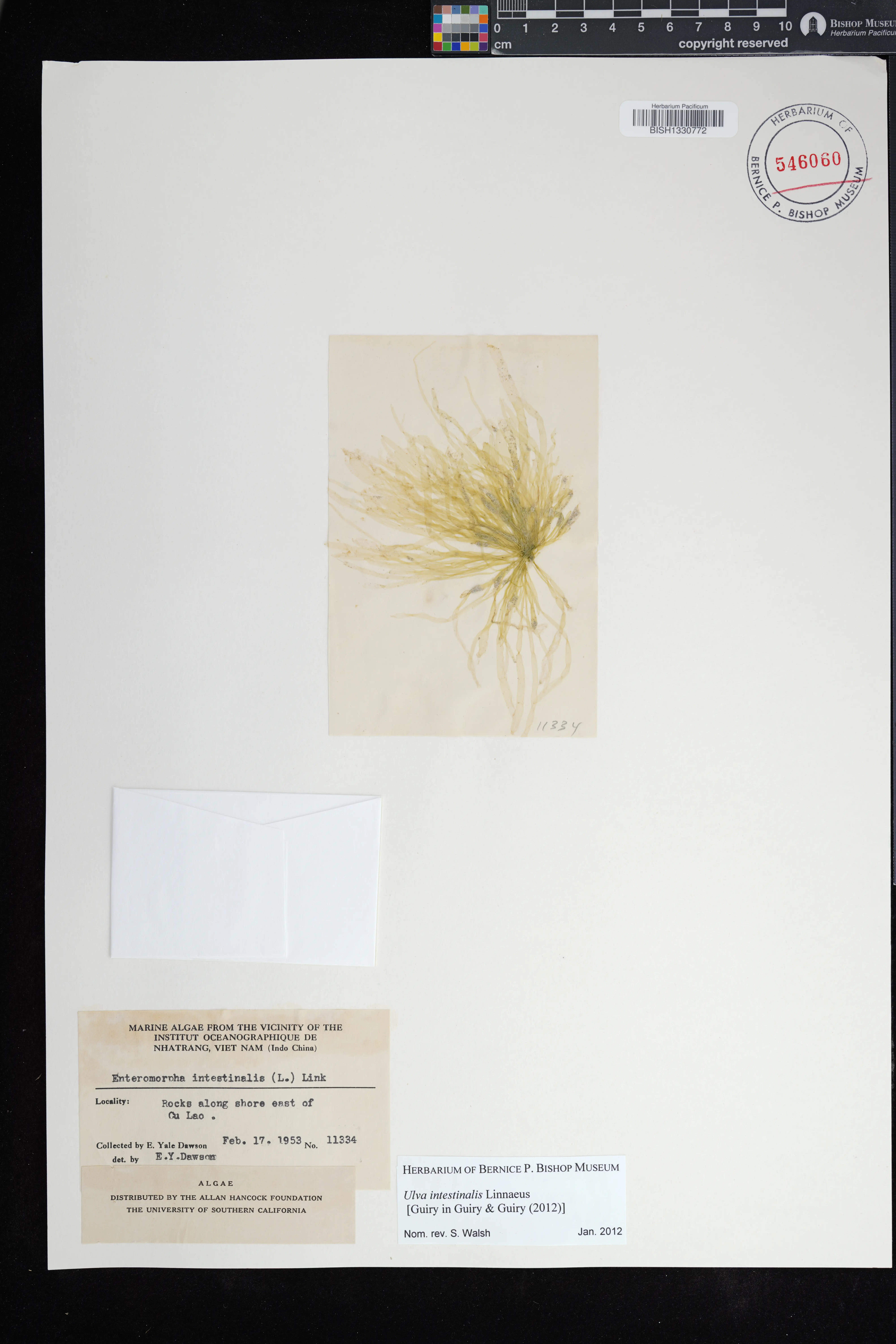 Ulva intestinalis — ảnh 3