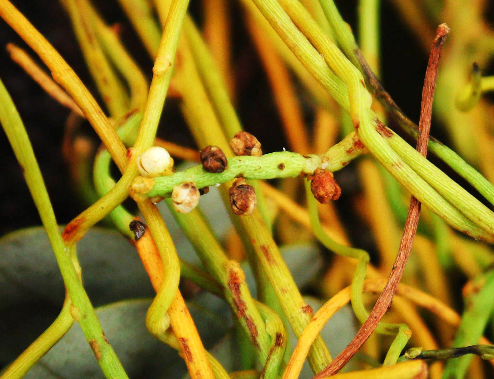 Cassytha Plants of Hawai'i | Bishop Museum