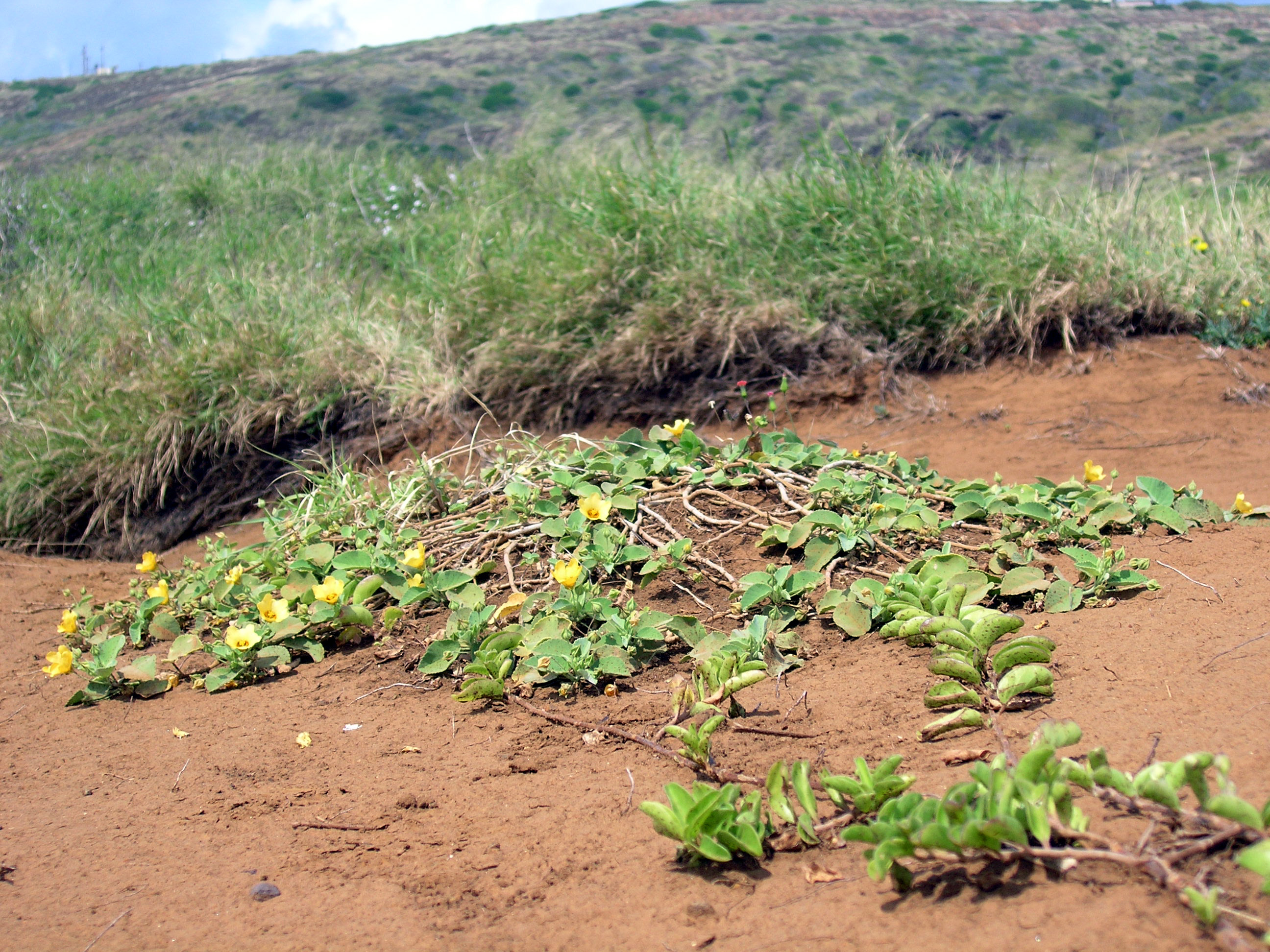 Plants of Hawaii | Bishop Museum
